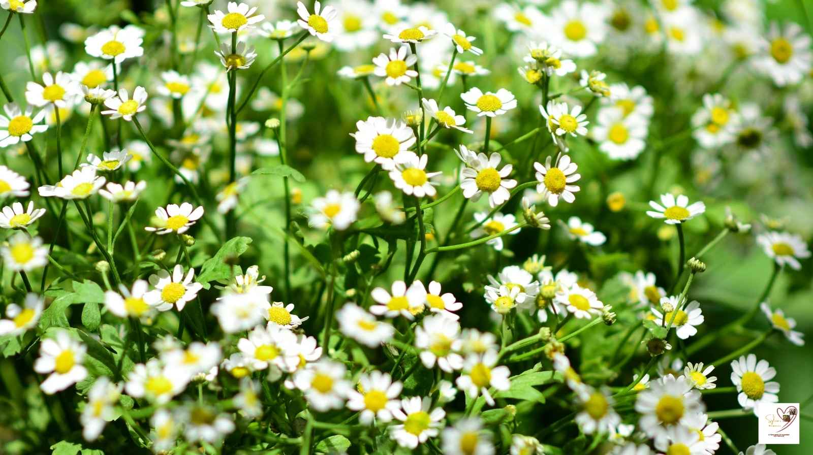 Possible-Benefits-of-Chamomile-Tea-While-Nursing