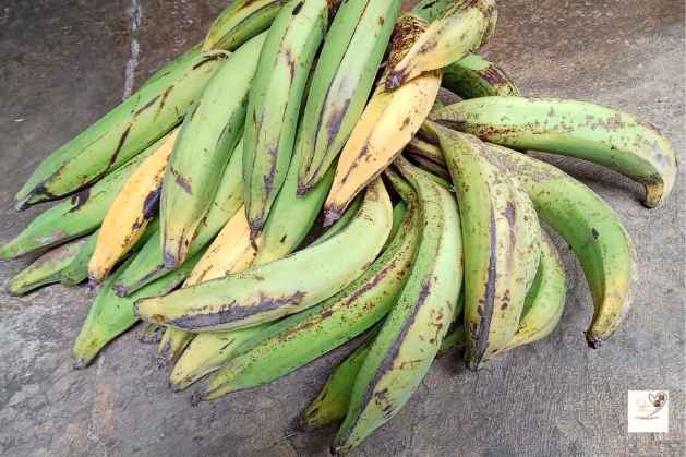 plantain