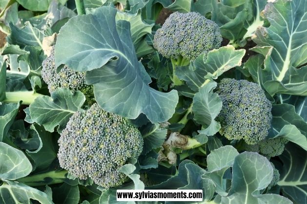 Broccholi-20-iron-rich-foods-for-kids